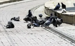 Güvercin ve kumru beslemek popülasyon artışına ve hastalık yayılımına neden oluyor