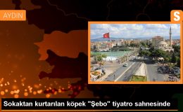 Kocaeli’de sahiplenilen köpek tiyatro oyuncusu oldu