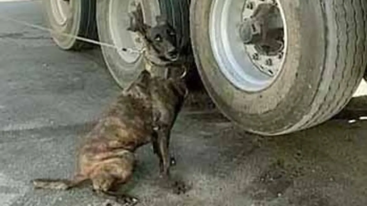 TIR’ın lastiğindeki esrarı: Narkotik köpeği Barbara buldu