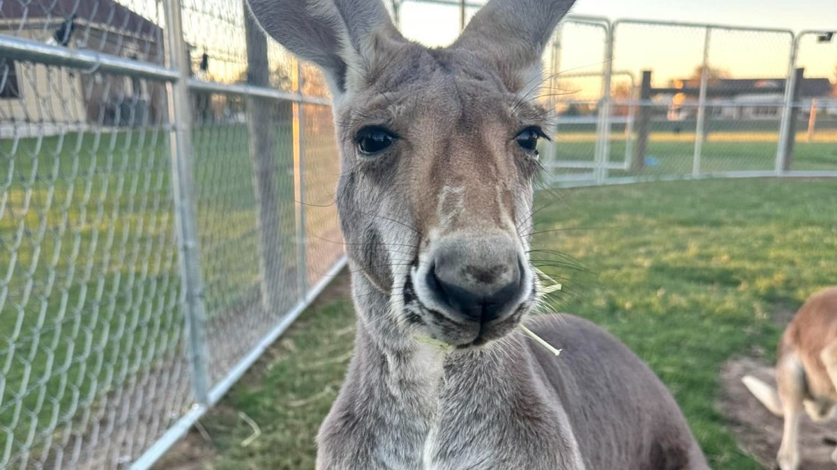 Amerika’da evden kaçan kanguru aranıyor