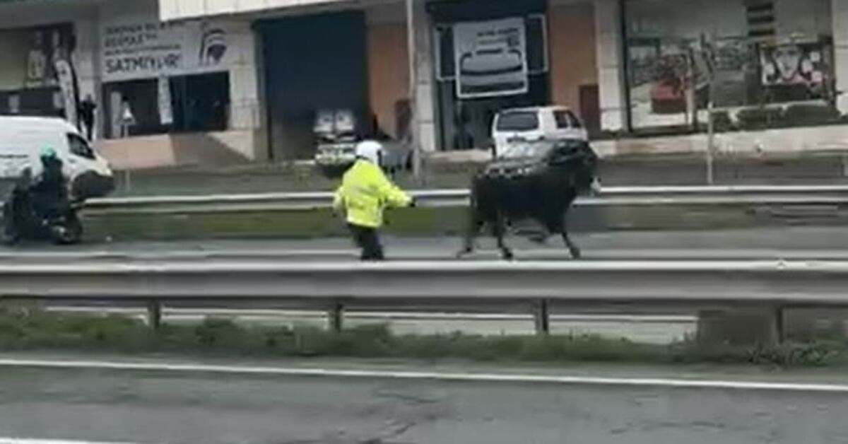 Büyükçekmece’de E-5’e giren dana trafiği kilitledi